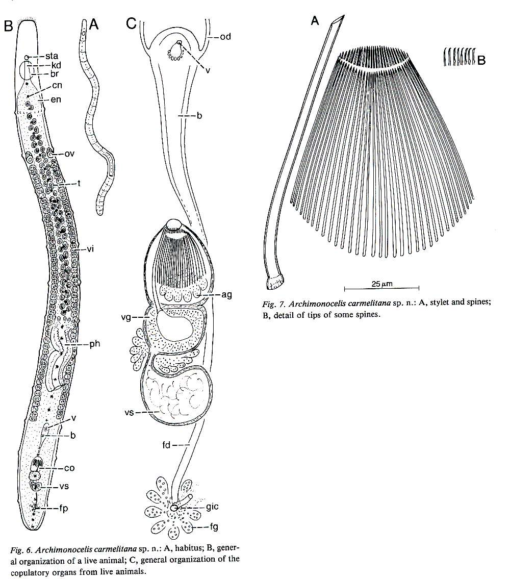 Image of Archimonocelis carmelitana Martens & Curini-Galletti 1993