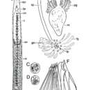 Image of Archimonocelis crucifera Martens & Curini-Galletti 1993