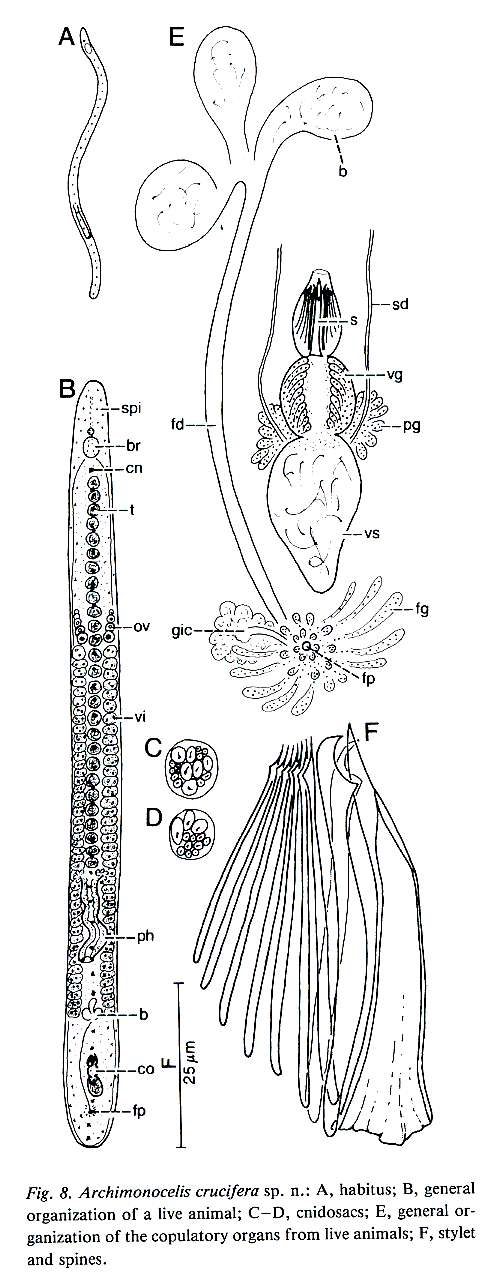 Image of Archimonocelis crucifera Martens & Curini-Galletti 1993