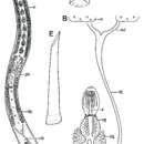 Image de Archimonocelis monicae Martens & Curini-Galletti 1993