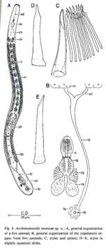 Image de Archimonocelis monicae Martens & Curini-Galletti 1993