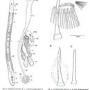 Image of Archimonocelis sabra Martens & Curini-Galletti 1993