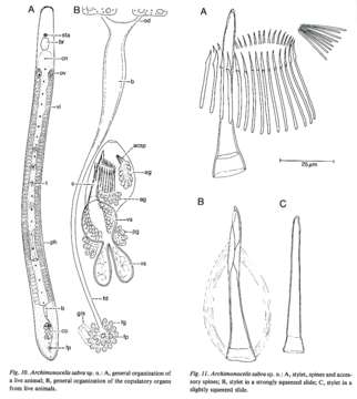 Image de Archimonocelis sabra Martens & Curini-Galletti 1993