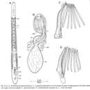 Image of Archimonocelis puertoricana Martens & Curini-galletti 1993