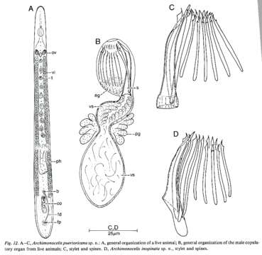 Image of Archimonocelis puertoricana Martens & Curini-galletti 1993