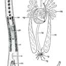 Archimonocelis glabrodorsata Martens & Curini-Galletti 1993的圖片