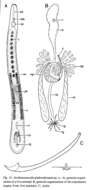 Image of Archimonocelis glabrodorsata Martens & Curini-Galletti 1993