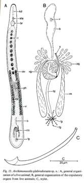 Archimonocelis glabrodorsata Martens & Curini-Galletti 1993的圖片