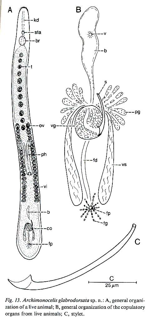 Image of Archimonocelis glabrodorsata Martens & Curini-Galletti 1993