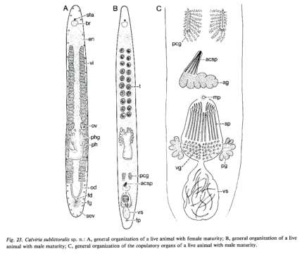 Image of Calviriidae