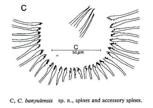 Image of Calviria banyulensis Martens & Curini-Galletti 1993