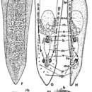 Image de Symsagittifera nitidae (Yamasu 1982)