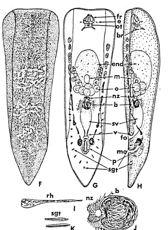 Image of Symsagittifera nitidae (Yamasu 1982)