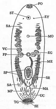 Image of Symsagittifera japonica (Kato 1951)