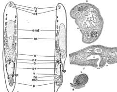 Image de Praesagittifera