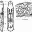 Image of Praesagittifera shikoki Kostenko & Mamkaev 1990