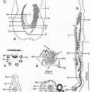 Image of Convolutriloba hastifera Winsor 1990