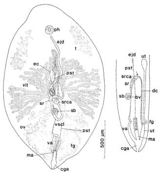 Image of Syndesmis