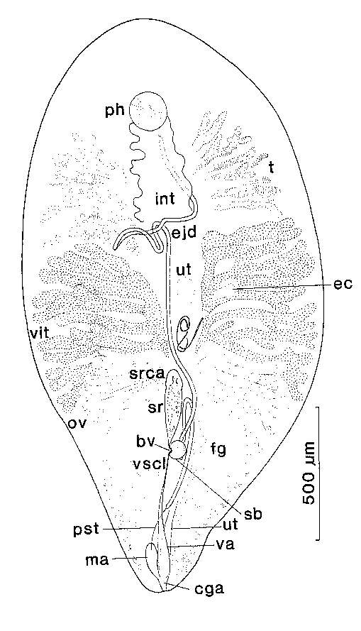 Image of Syndesmis