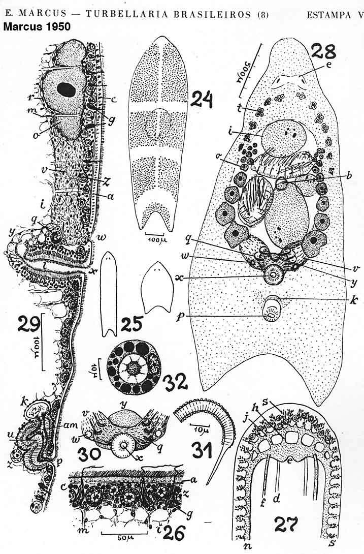 Image de Heterochaerus