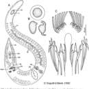 Coelogynopora faenofurca Sopott-Ehlers 1992的圖片