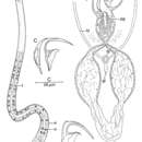 Image of Nematoplana corsicana Curini-Galletti & Martens 1992