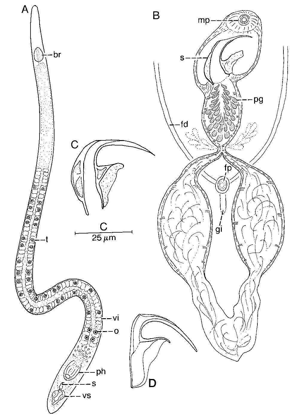 Image of Nematoplanidae