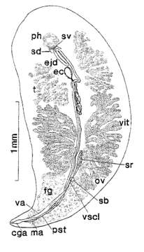 Image of Syndesmis neglecta Westervelt & Kozloff 1992