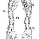 Image of Genostoma inopinatum Hyra 1993