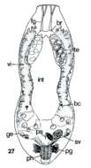 Image of Genostomatidae
