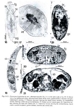 Image of Genostomatidae