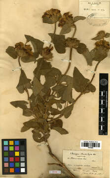 Image of Phlomis bourgaei Boiss.