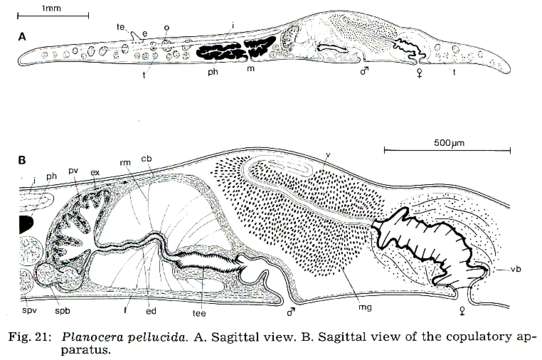 Planoceridae resmi