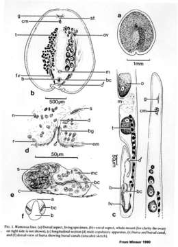 Image of Waminoa