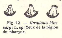Image of Geoplaninae