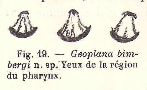 Image de Geoplaninae