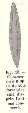 Image of (Geoplana) caucaensis