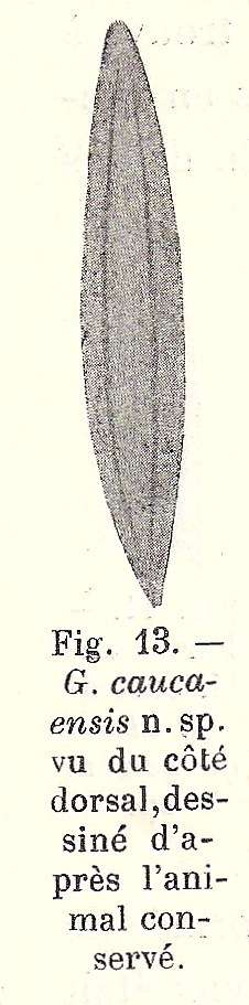 Image of (Geoplana) caucaensis