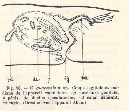 (Geoplana) guacensis的圖片