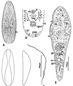 Image of Symsagittifera poenicea Kozloff 1998