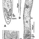 Image of Paramecynostomum carchedonium Kozloff 1998