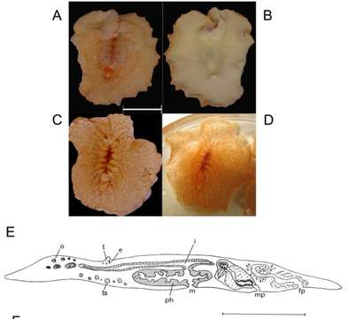 Planocera graffi Lang 1879的圖片