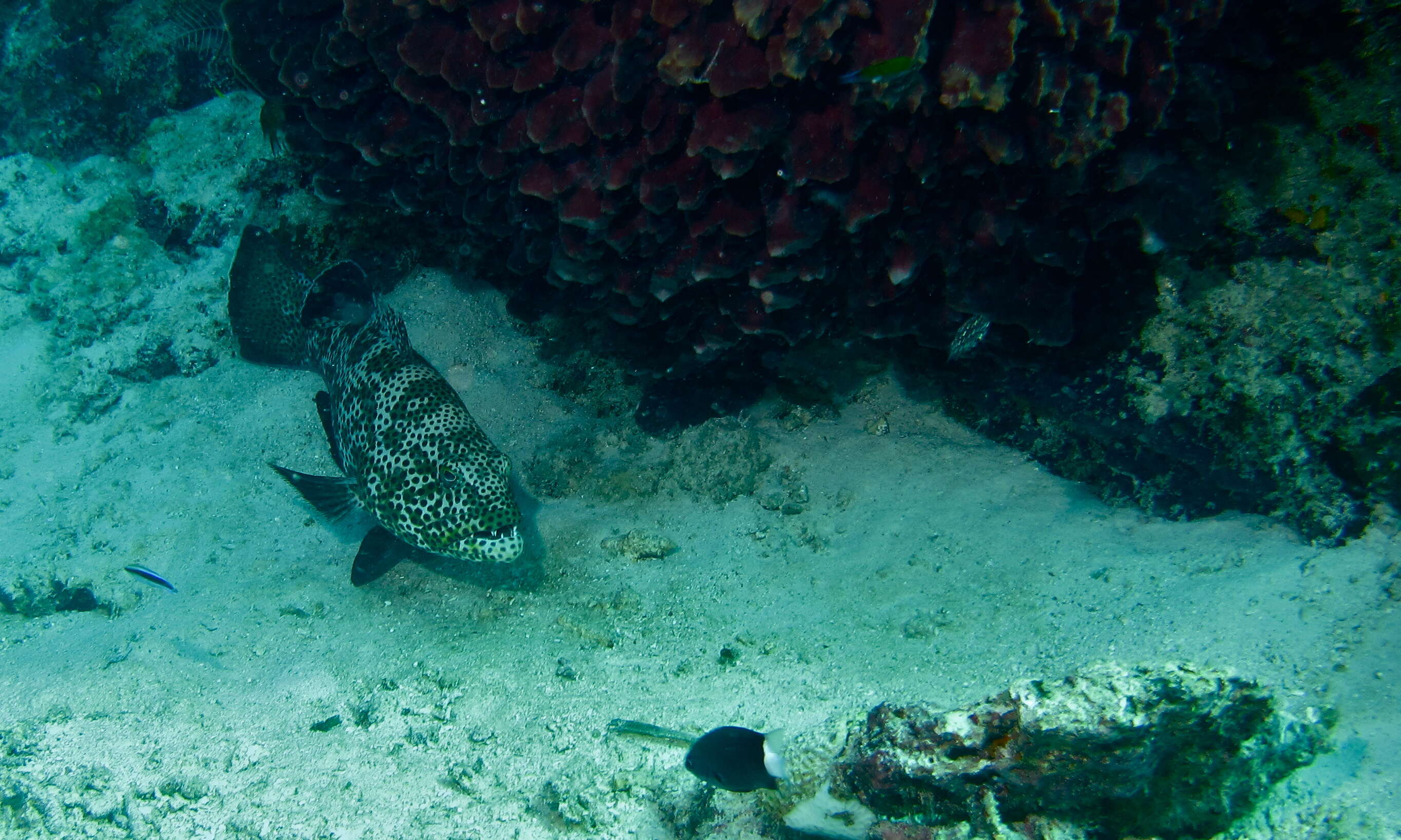 Слика од Plectropomus areolatus (Rüppell 1830)