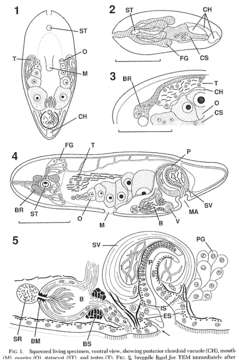 Isodiametridae resmi