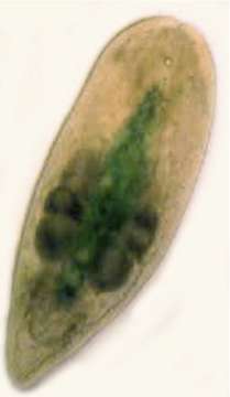 Image of Isodiametridae