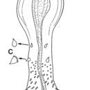 Image of Placorhynchus paratetraculeatus Ax & Armonies 1990