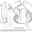 Sivun Prognathorhynchus dividibulbosus Ax & Armonies 1990 kuva