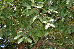 Image of threeleaf soapberry