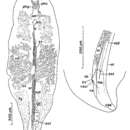 Image de Syndesmis aethopharynx Westervelt & Kozloff 1990