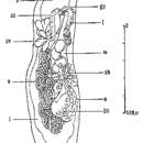 Image of Pterastericola psilastericola (Jespersen & Luetzen 1972)